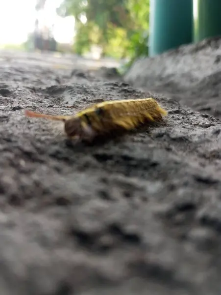 Güzel bir kuşa yaklaş