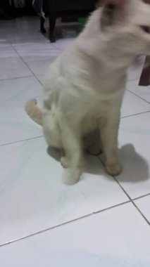 Kedi yerde oturuyor.