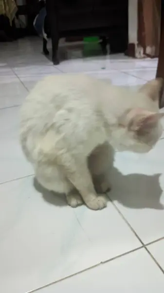 Kedi yerde oturuyor.