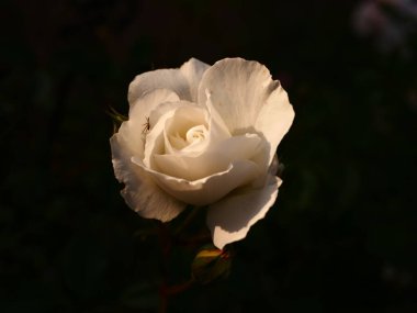 Bahçedeki güzel beyaz gül