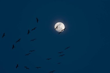 Mavi gökyüzüyle ayın etrafında uçan kuşlar. Cartagena, Bolivar, Kolombiya.