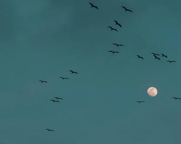 Mavi gökyüzüyle ayın etrafında uçan kuşlar. Cartagena, Bolivar, Kolombiya.