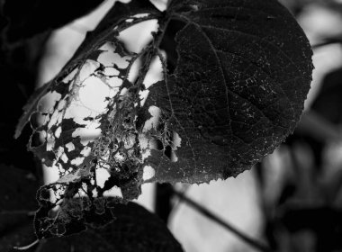 Santa Elena, Antioquia, Kolombiya ormanında ön planda ağaç yaprakları.