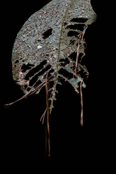 Santa Elena, Antioquia, Kolombiya ormanında ön planda ağaç yaprakları.