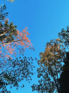 Medellin, Antioquia, Kolombiya 'da mavi gökyüzü olan turuncu guayacan arka planı.