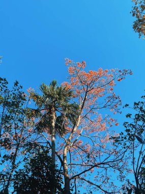 Medellin, Antioquia, Kolombiya 'da mavi gökyüzü olan turuncu guayacan arka planı.