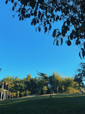 Medellin, Antioquia, Kolombiya 'da mavi gökyüzü olan turuncu guayacan arka planı.