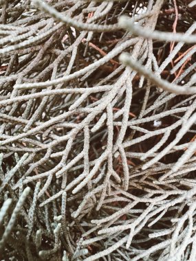 Yeşil bitkilerin arka planı makro mercekle yakın plan.