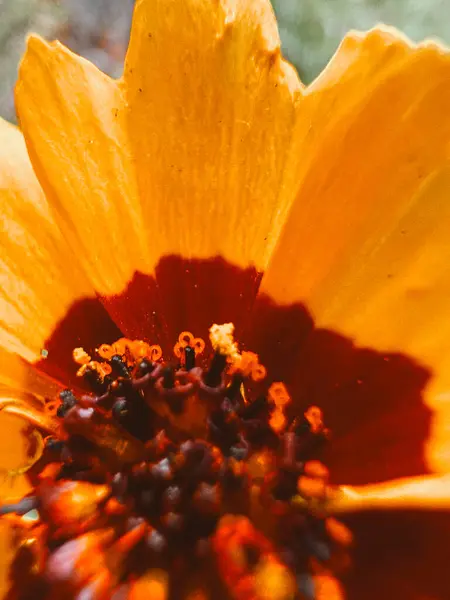 Sarı çiçekli arka plan, yakın plan. Medellin, Antioquia, Kolombiya.