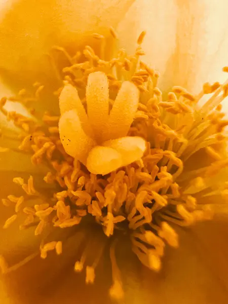 Sarı çiçekli arka plan, yakın plan. Medellin, Antioquia, Kolombiya.