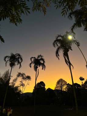 Palmiye ağaçları ve renkli gökyüzü ile günbatımı arka planı. Medellin, Antioquia, Kolombiya