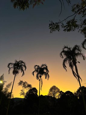 Palmiye ağaçları ve renkli gökyüzü ile günbatımı arka planı. Medellin, Antioquia, Kolombiya