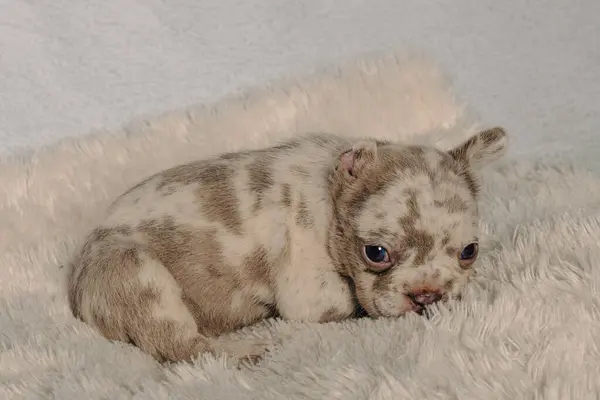 Beyaz, kahverengi ve benekli Fransız buldog yavrularının portreleriyle fotoğraf çekimi..