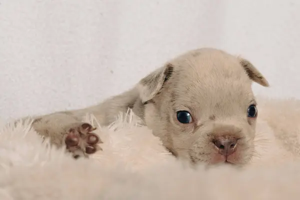 Beyaz, kahverengi ve benekli Fransız buldog yavrularının portreleriyle fotoğraf çekimi..