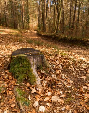 Sonbaharda bir orman yolu boyunca yosunla kaplı bir ağaç kütüğü..