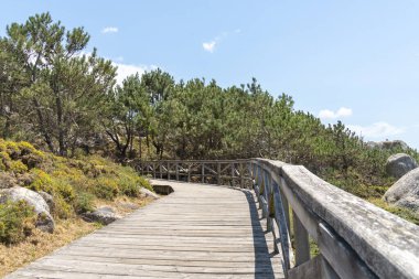 Parlak, güneşli bir gökyüzünün altında, verimli bir çam ormanının içinden esen manzaralı bir tahta yürüyüş.