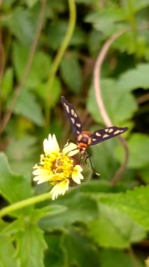 Amata huebneri, Erebidae familyasından Arctiinae veya Arctiinae familyasından, genellikle Endonezya ve Kuzey Avustralya 'da bulunan bir güve türüdür.