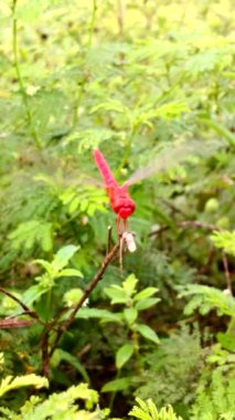 Kızıl yusufçuklar uçar ve dallara konar. Yusufçuklar (odonata): Bu hayvanın 5000 'den fazla türü vardır, bu da eski böceklerden biridir..