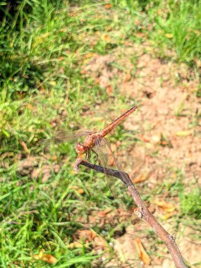 Yusufçuklar (odonata): Bu hayvanın 5000 'den fazla türü var, o eski böceklerden biri, 300 milyon yıldan beri yeryüzündeler.