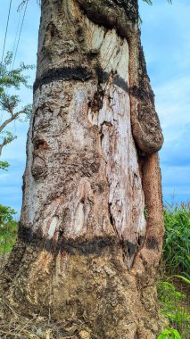 Kökler damar bitkilerinin temel organlarıdır. Sapı bitkinin ekseni, diğer tüm organların dinlendiği ve büyüdüğü yer.