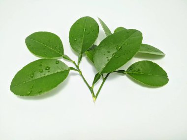 Turuncu yapraklar taze görünüyor, çünkü evin arkasındaki bahçeden geldiler.