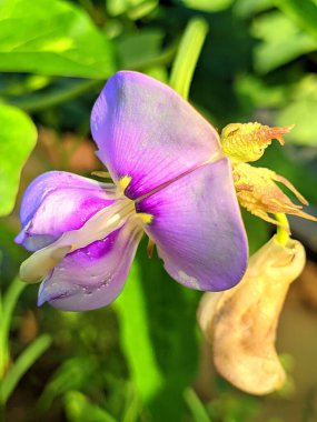 Bu uzun fasulye çiçekleri mordur ve rüzgarda hareket eder.