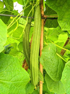 Gamba ya da oyong (Luffa acutangula / Cucurbitacea), bir çeşit yeşil balkabağı bitkisi, bir sebze ürünüdür..