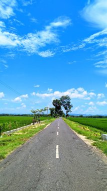 Yeşil pirinç tarlalarında gün boyunca sessiz yol