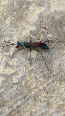 Kloriyon, eşekarılarının Wesergton Sphecidaefamily cinsidir..