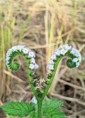 Helotropium indicum, Heliotropium familyasından bir bitki türü. Bu bitki yabani bir ottur. Bu bitki geleneksel ilaç olarak da kullanılabilir..