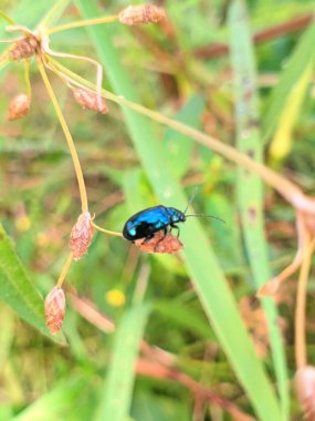 Agelastica alni, Agelastica familyasından bir yaprak böceği türüdür..