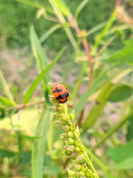 stock image ladybug macro or coccinella magnifica, on  potato leaves eating aphids, pesticide-free biological pest control through natural enemies, organic farming concept.