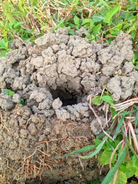 Bu tatlı su yengeci deliği yengeçler için bir saklanma yeridir..