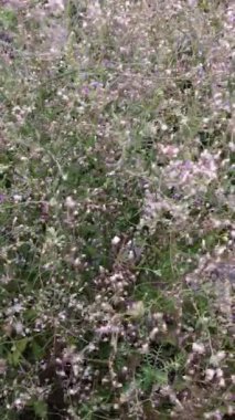 Rüzgarda savrulan siyantiyum cinereum, Küçük İronweed veya Vernonia olarak da bilinir, Asya ve Afrika 'nın tropikal bölgelerinden gelen küçük bir çiçek bitkisidir..