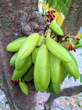 Averrhoa bilimbi L veya Belimbing wuluh oldukça ekşi bir tadı vardır ve genellikle bir yemek baharatı veya geleneksel ilaç karışımı olarak kullanılır..
