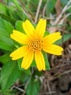 Wedelia (Sphagneticola calendulacea) Çin ve Tayvan 'da yetişen bir bitkidir ve Asya' da yaygın olarak yetişen bir bitkidir..