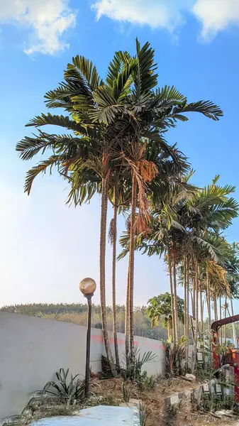 stock image palm alexandrae or palm alexander (Archontophoenix alexandrae) a plant endemic to Queensland Australia, this plant is good as an ornamental plant.