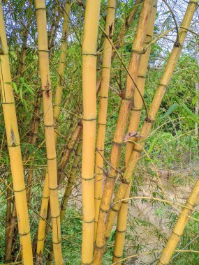 Sarı bambu saplarından oluşan yoğun bir koru, parlak sarı renkleri yemyeşil yapraklarla çelişiyor..