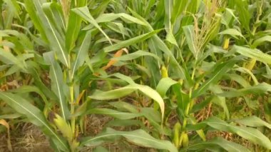 Parlak bir güneşin altında yemyeşil bir mısır tarlası uzanır. Uzun, yeşil saplar hafif esintide sallanıyor, bereketli bir hasat vaat ediyor..