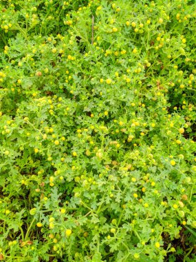 The Brassica fruticulosa plant is dense and bright green with small yellow flowers. Perfect for natural backgrounds or textures. clipart