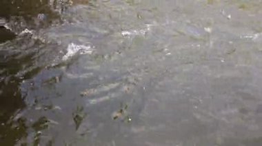 Çalkantılı sular sığ bir derede hızla akar, dalgalar ve beyazlar yaratır..