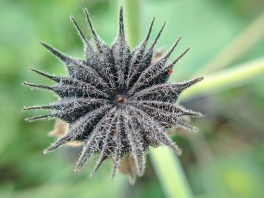 Abutilon theophrasti çiçekleri, yıldızımsı bir şekle sahip kuru ve dikenlidir. Karmaşık detaylar içerir. Çoğu tropikal bölgelerde ya da Güney Asya 'da bulunur..