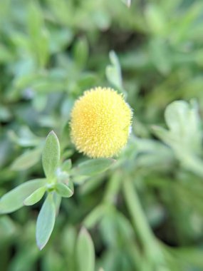 Granea, Asteraceae familyasından bir bitki cinsidir. Dalgalı desenli küçük sarı çiçekler, bulanık yeşil arkaplana yakın plan çekimde yakalanır..