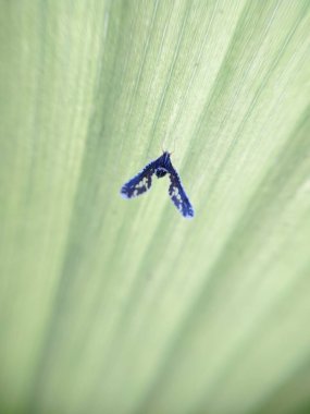 Planthoppers (Fulgoroidea, Hemiptera), small, intricate insects with spotted black wings resting on large, bright green leaves. Fine details of this insect living in tropical and subtropical areas clipart