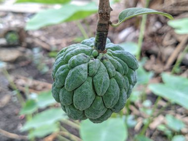 A vibrant green custard apple hangs from a branch, ready to be plucked from the tree. clipart