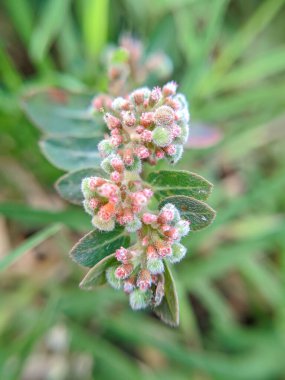 A group of wild flowers with the Latin name 