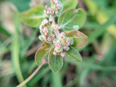 A group of wild flowers with the Latin name 