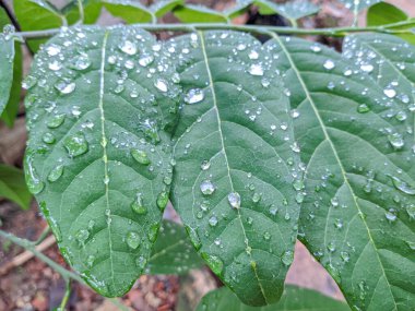 Yağmur damlaları büyük, canlı yeşil bir yaprağın üzerinde parlayarak su damlacıkları ve yemyeşil yapraklar arasında güzel bir kontrastlık yaratır. Yaprağın damarlarındaki karmaşık detaylar ışık tarafından vurgulanır..