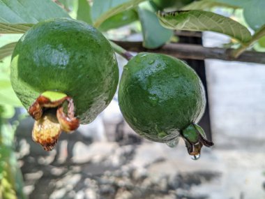 İki yeşil guava ve bir daldan sarkan su damlaları. Meyveler hala olgunlaşmamış..