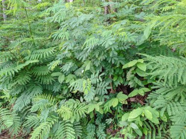 Bir dizi bitki, tropik bir ormanın benekli güneş ışığında gelişir..